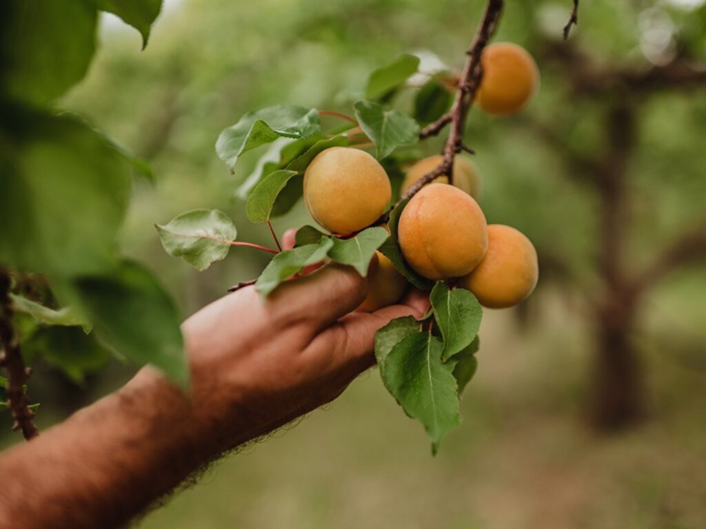 Albicocche Val Venosta