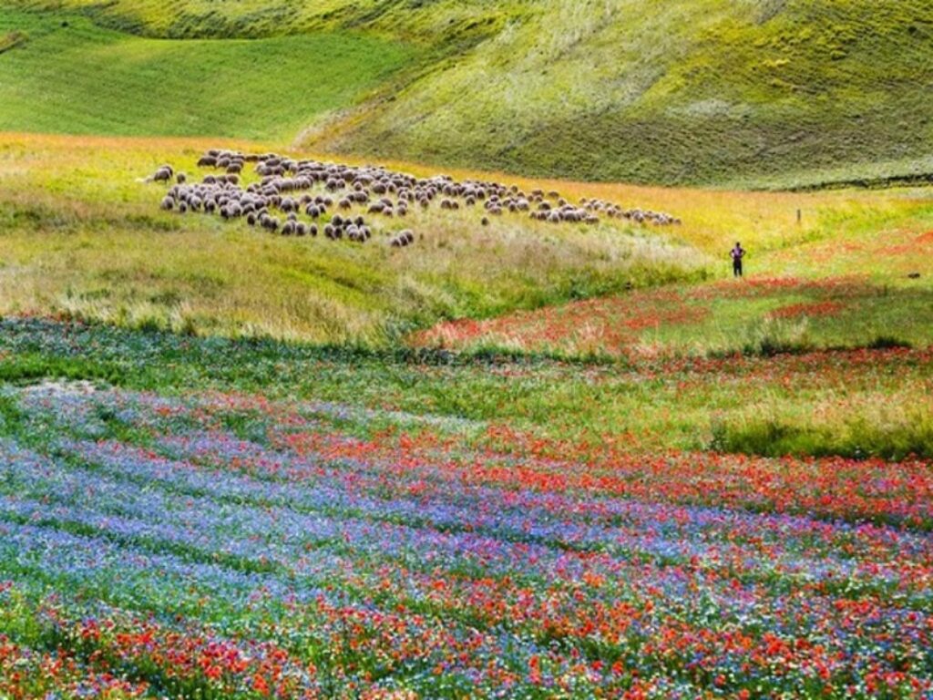 Paesaggi Agricoli delle Aree Protette d’Italia
