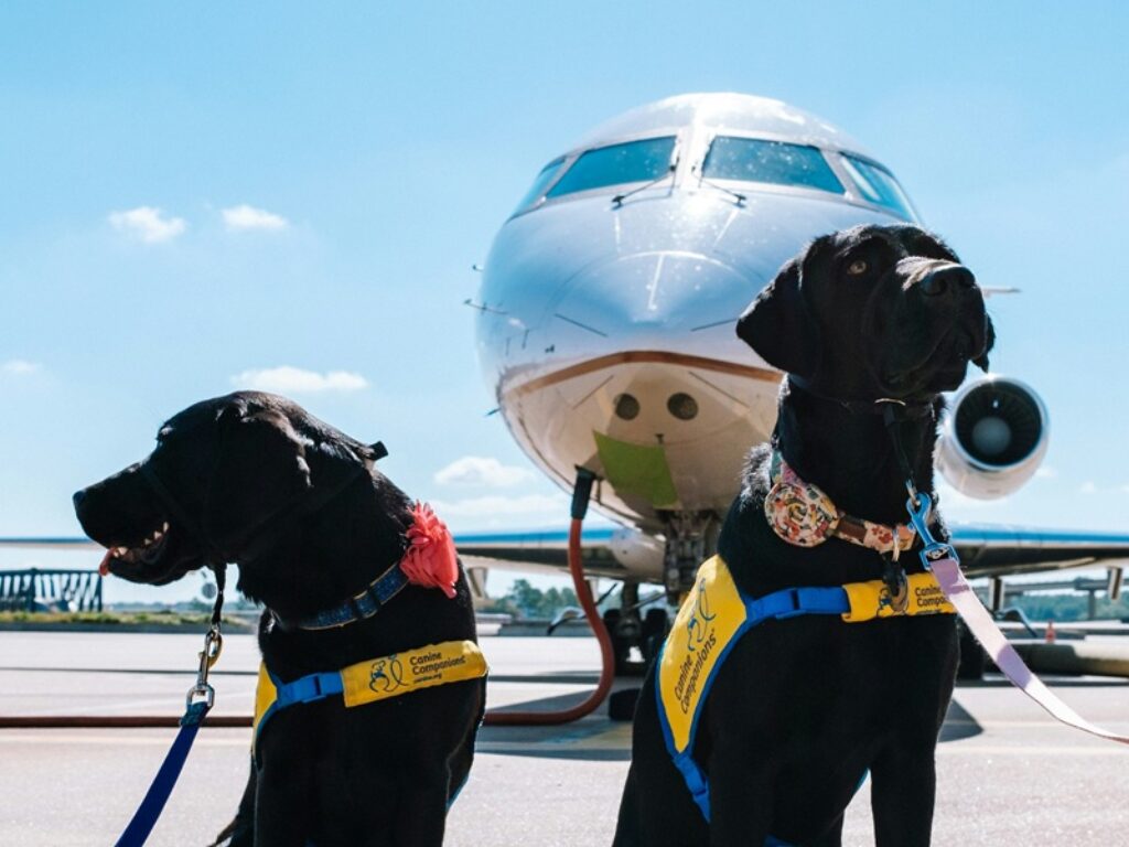 animali viaggio