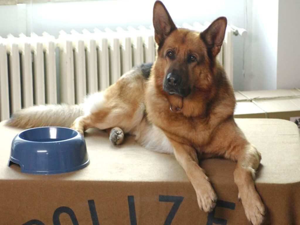 il commissario rex 11 stagion