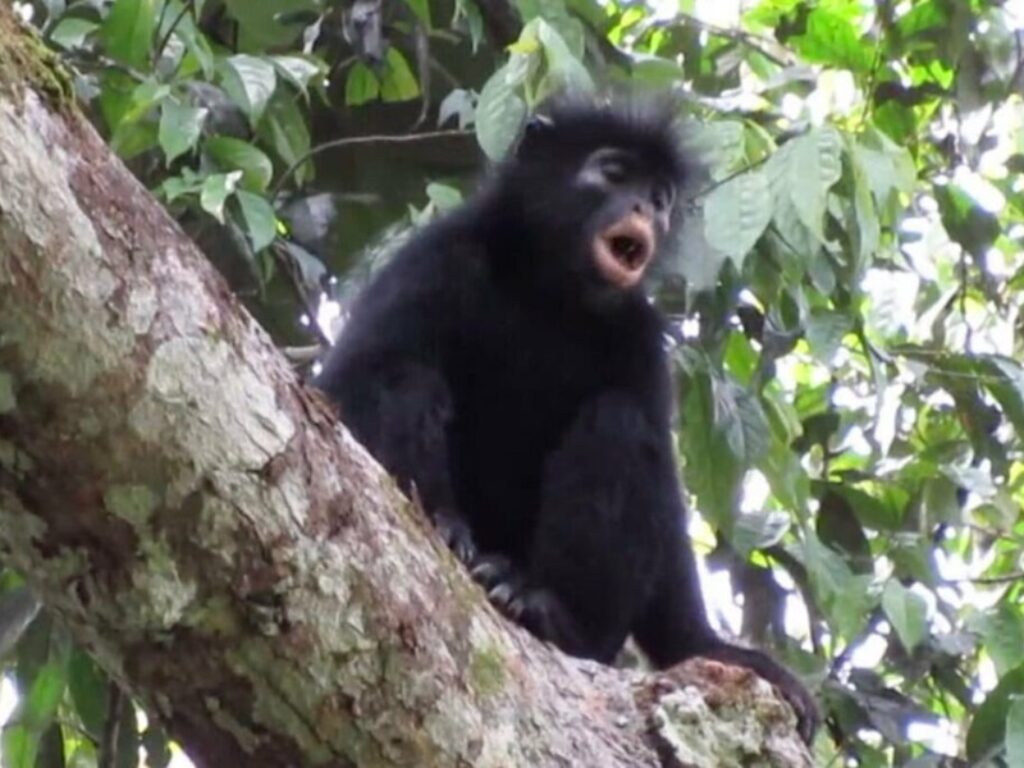 likweli