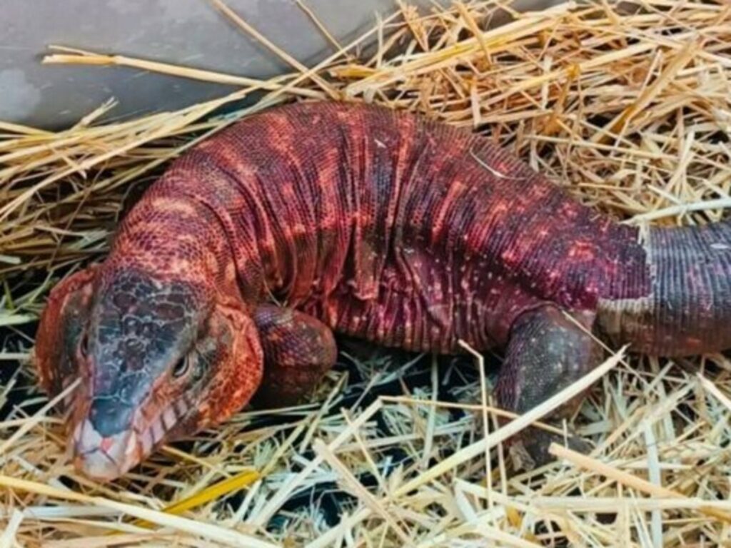 tegu