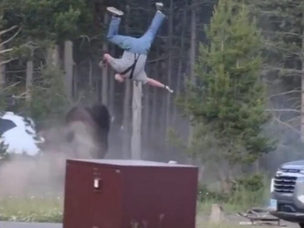 video bisonte yellowstone