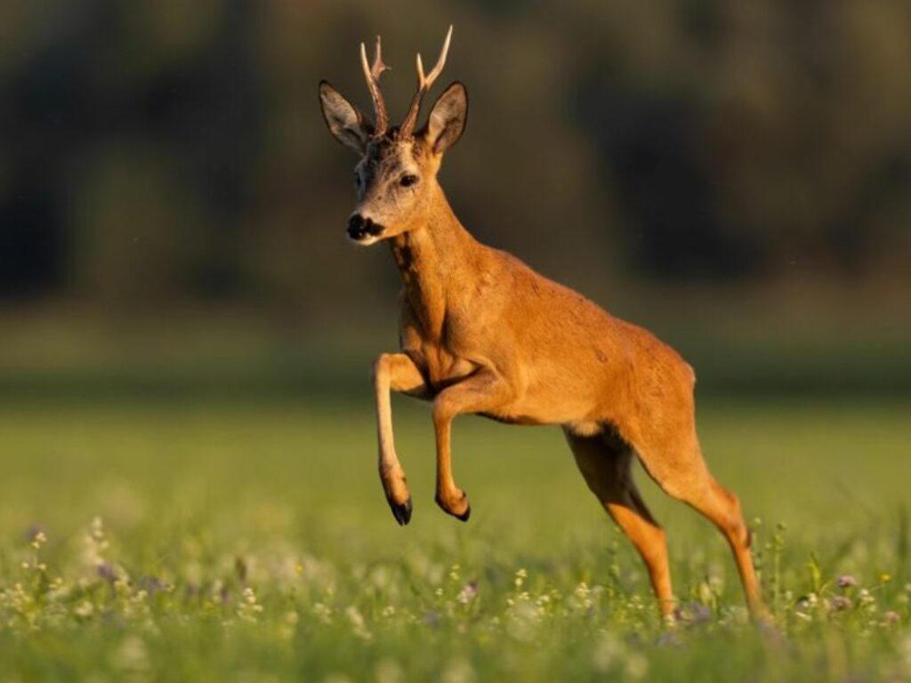 caccia wwf