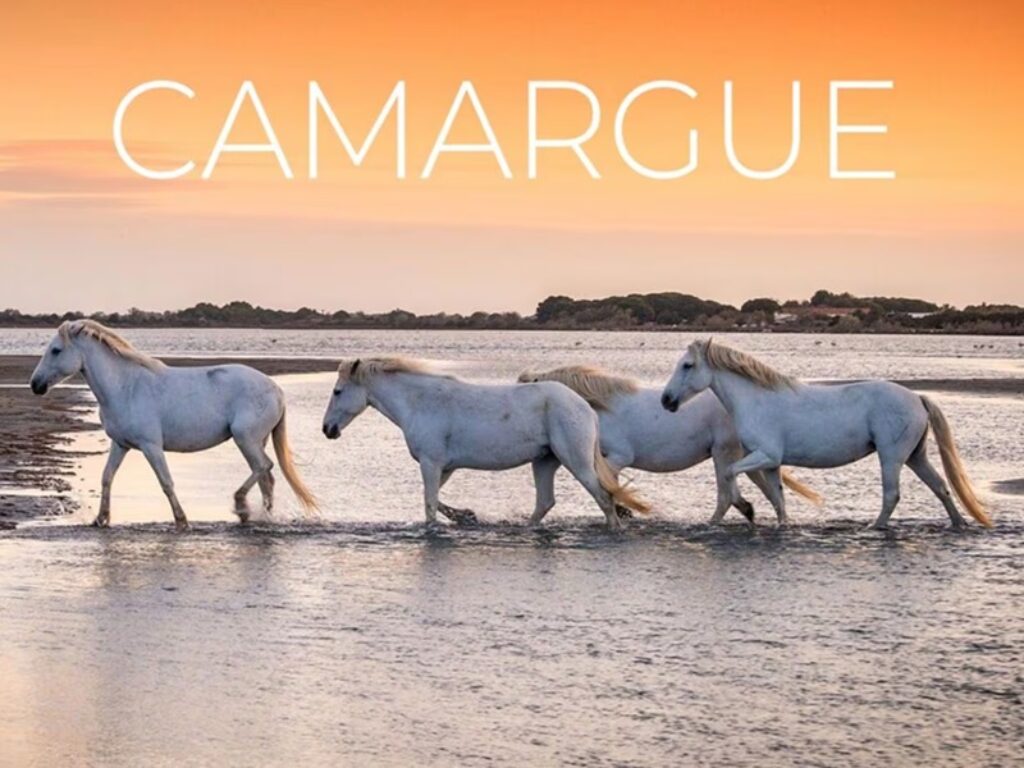 camargue