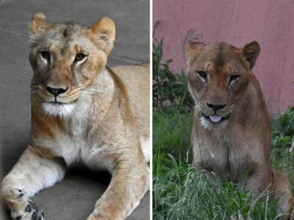 leonesse