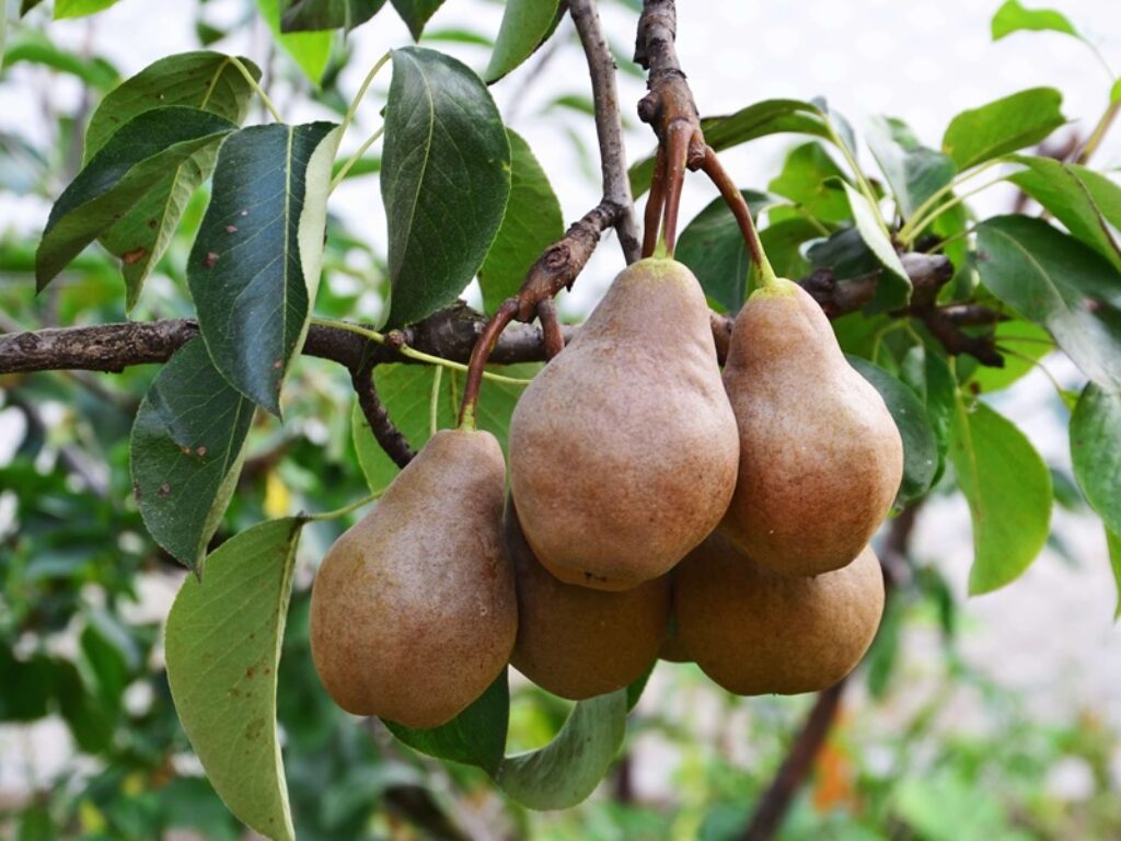 pere