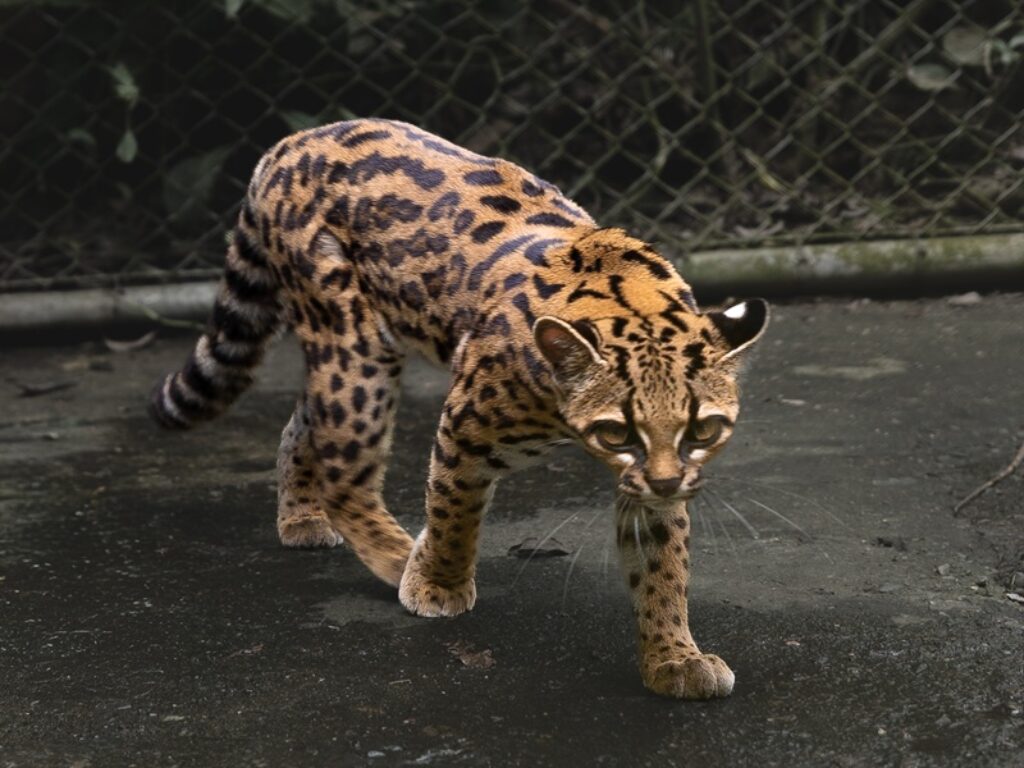 nuova specie di felino
