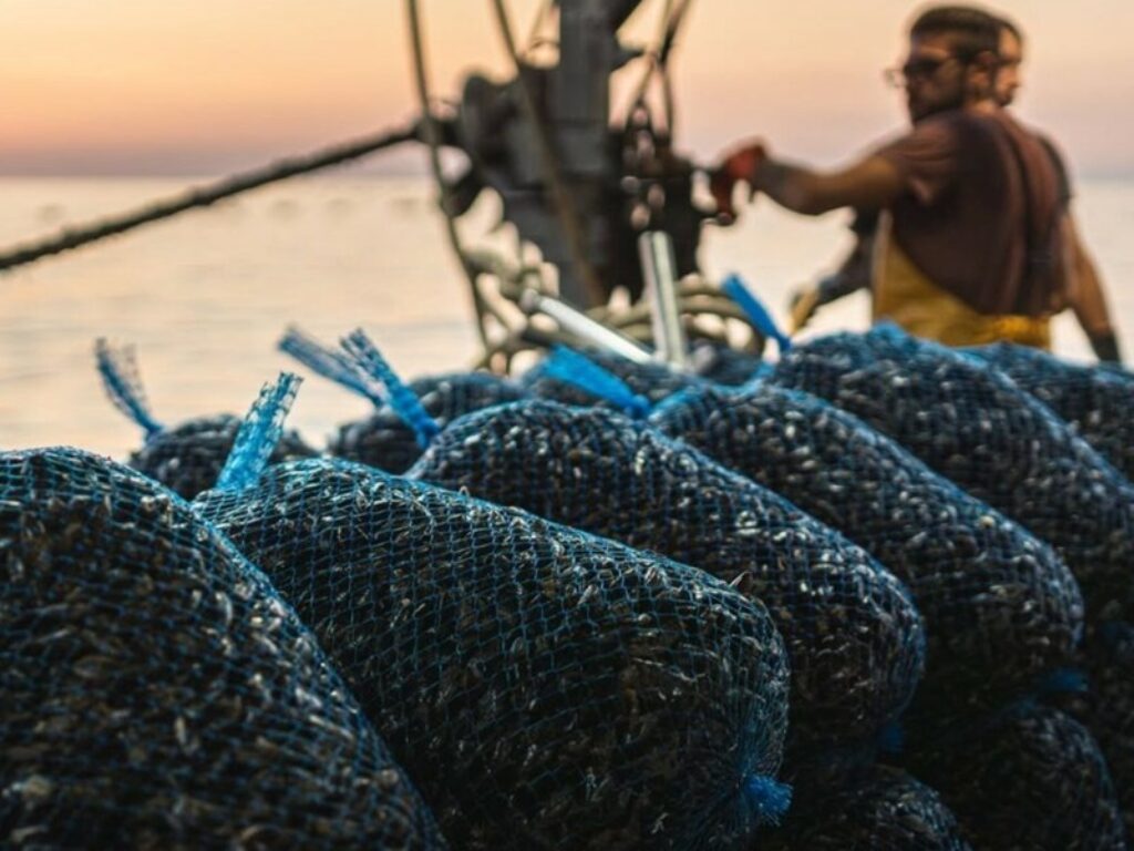 allevamenti cozze