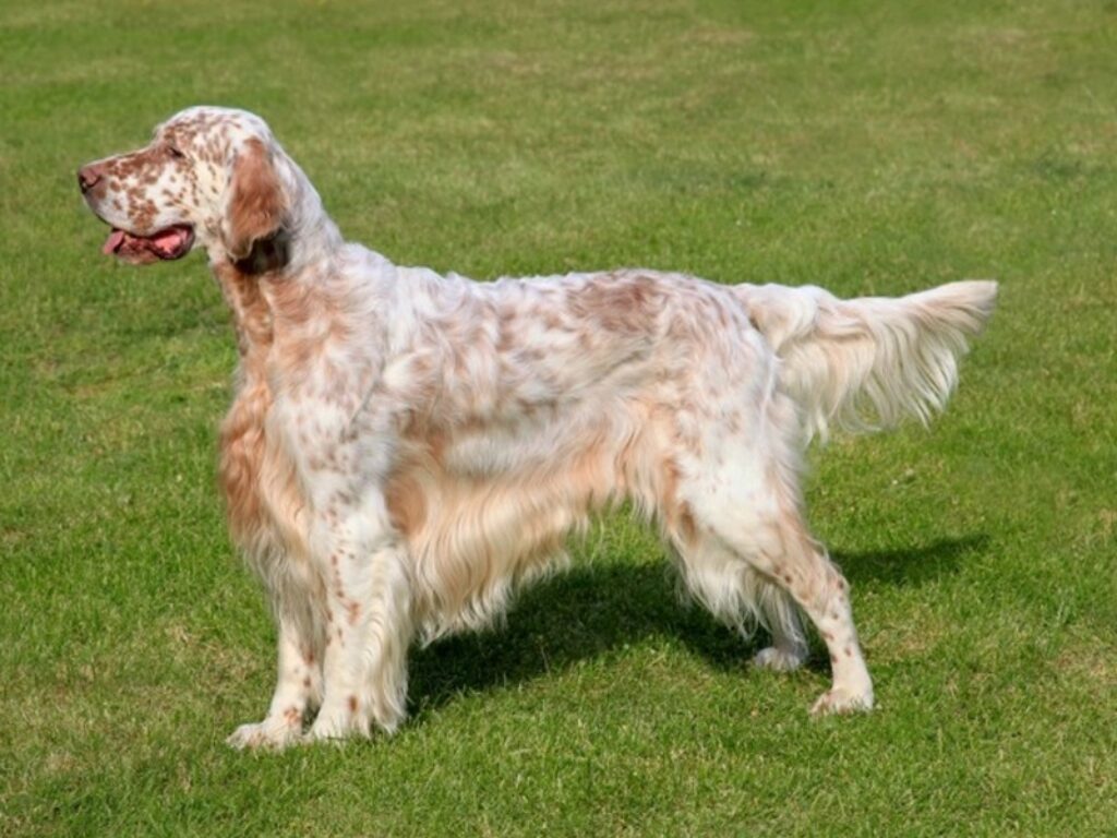 setter inglese