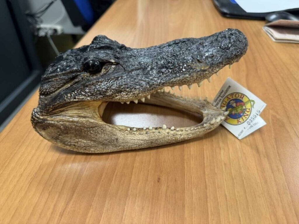 testa di coccodrillo